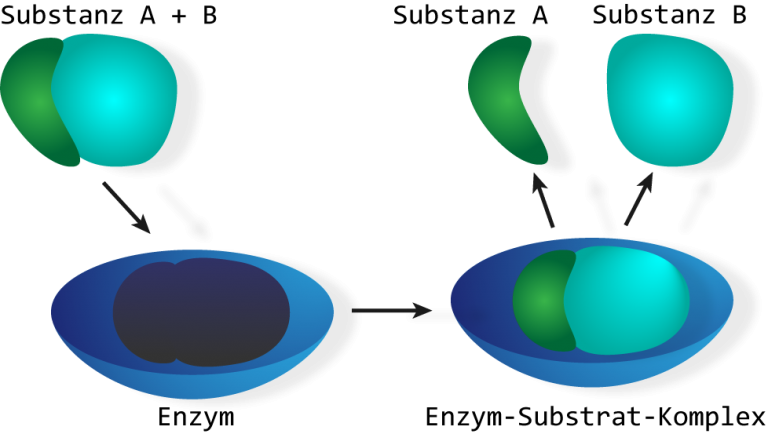 Was ist ein Enzym? Essen.Gesund.Leben.